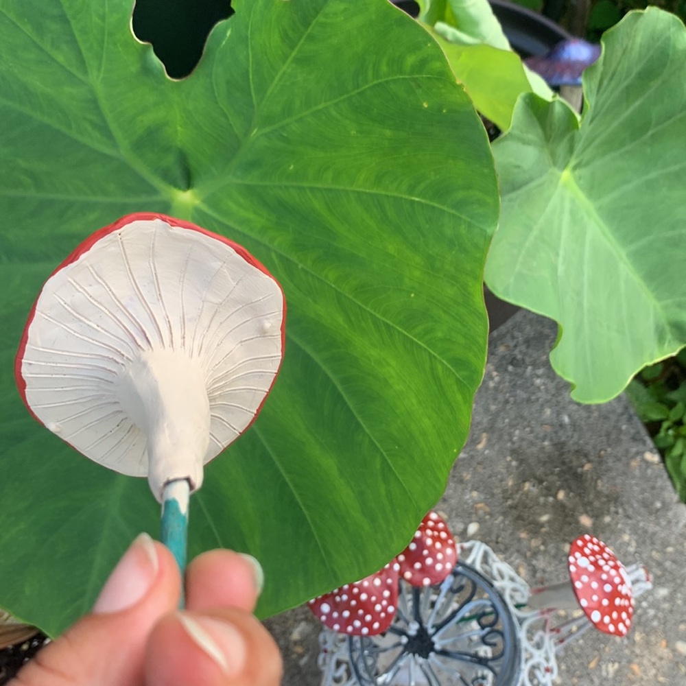 MUSHROOM π Garden Stakes w/ SPOTS! Set of 3 - Picture 10 of 14